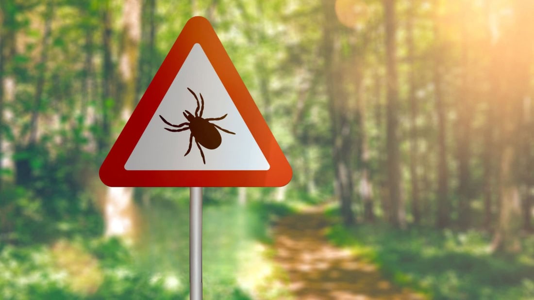 Hondsdijk met tekenbeet waarschuwing in bosrijke omgeving, gevaarlijke teken in natuurgebied.
